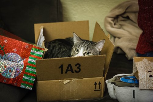 Sasha thinks that she would like to be a present too